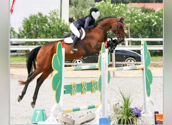 Holsteiner, Wallach, 17 Jahre, 171 cm, Brauner