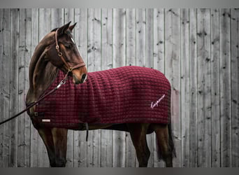 Holsteiner, Wallach, 17 Jahre, 173 cm, Brauner