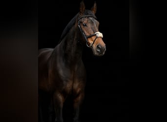 Holsteiner, Wallach, 17 Jahre, 173 cm, Brauner