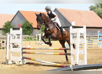 Holsteiner, Wallach, 17 Jahre, 173 cm, Brauner