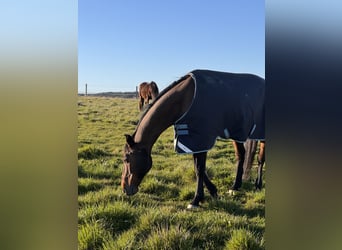 Holsteiner, Wallach, 17 Jahre, 173 cm