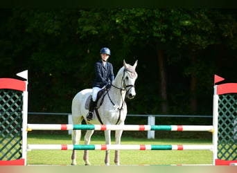 Holsteiner, Wallach, 17 Jahre, 178 cm, Fliegenschimmel