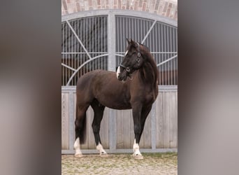 Holsteiner, Wallach, 17 Jahre, 182 cm