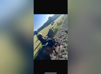 Holsteiner, Wallach, 18 Jahre, 162 cm, Dunkelbrauner