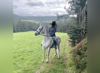 Holsteiner, Wallach, 18 Jahre, 166 cm, Schimmel