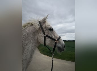 Holsteiner, Wallach, 18 Jahre, 170 cm, Fliegenschimmel
