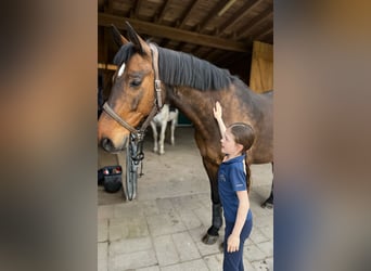 Holsteiner, Wallach, 18 Jahre, 172 cm, Brauner