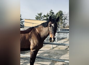 Holsteiner, Wallach, 18 Jahre, 172 cm, Dunkelbrauner