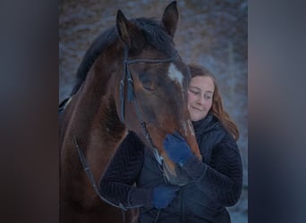 Holsteiner Mix, Wallach, 18 Jahre, 173 cm, Brauner