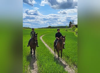 Holsteiner, Wallach, 19 Jahre, 165 cm, Brauner