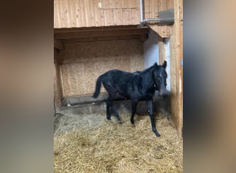Holsteiner, Wallach, 1 Jahr, Rappschimmel