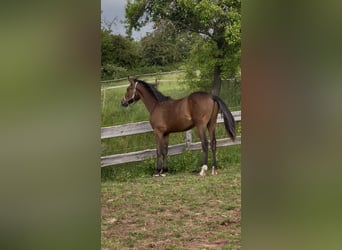 Holsteiner, Wallach, 1 Jahr