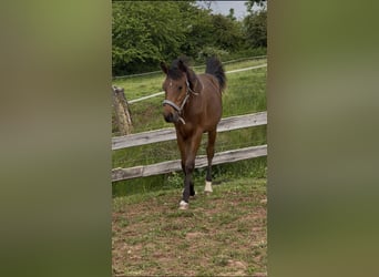 Holsteiner, Wallach, 1 Jahr