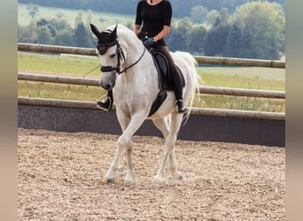 Holsteiner Mix, Wallach, 22 Jahre, 165 cm