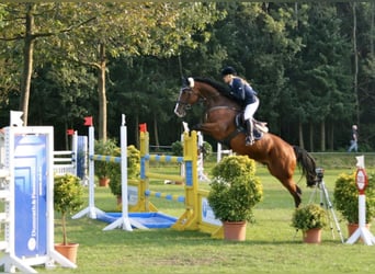 Holsteiner, Wallach, 22 Jahre, 173 cm, Brauner