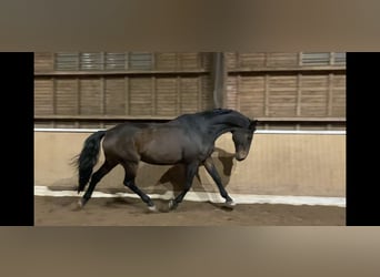 Holsteiner, Wallach, 22 Jahre, 173 cm, Dunkelbrauner