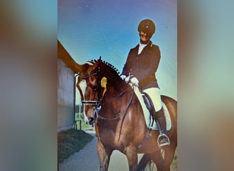 Holsteiner, Wallach, 23 Jahre, 172 cm, Brauner