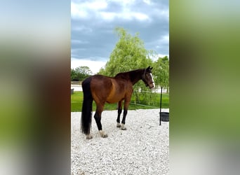 Holsteiner, Wallach, 23 Jahre, 173 cm, Brauner