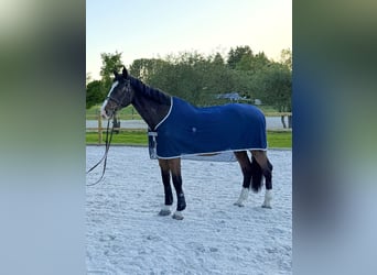 Holsteiner, Wallach, 23 Jahre, 173 cm, Brauner