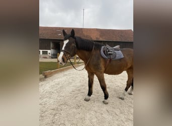 Holsteiner, Wallach, 23 Jahre, 173 cm, Brauner