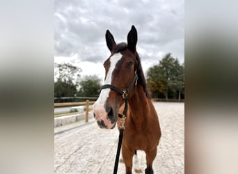 Holsteiner, Wallach, 23 Jahre, 173 cm, Brauner