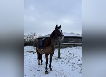 Holsteiner, Wallach, 25 Jahre, 168 cm, Dunkelbrauner