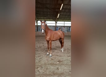 Holsteiner Mix, Wallach, 2 Jahre, 160 cm, Fuchs