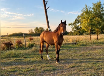 Holsteiner Mix, Wallach, 2 Jahre, 163 cm, Rotbrauner