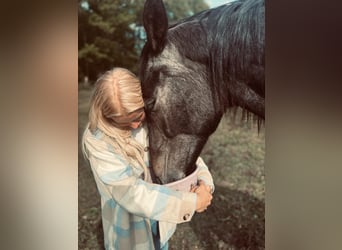 Holsteiner, Wallach, 2 Jahre, 167 cm, Schimmel