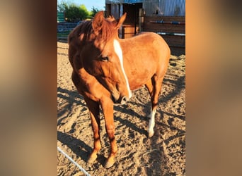 Holsteiner, Wallach, 2 Jahre, 168 cm, Fuchs