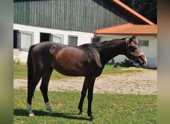 Holsteiner, Wallach, 2 Jahre, 169 cm, Brauner