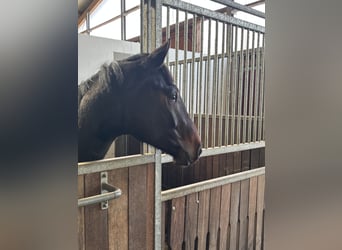 Holsteiner, Wallach, 2 Jahre, 170 cm, Brauner