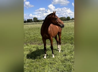 Holsteiner, Wallach, 2 Jahre, 170 cm, Brauner
