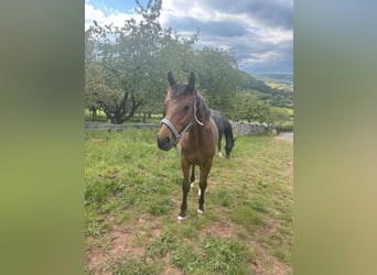 Holsteiner, Wallach, 2 Jahre, Brauner