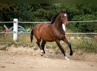 Holsteiner, Wallach, 2 Jahre, Brauner
