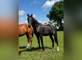 Holsteiner, Wallach, 2 Jahre, Schwarzbrauner