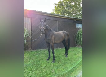 Holsteiner, Wallach, 2 Jahre, Schwarzbrauner