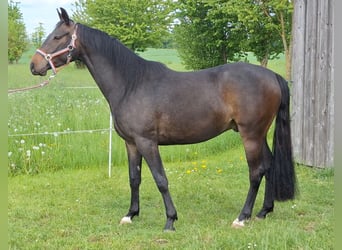 Holsteiner, Wallach, 3 Jahre, 160 cm, Dunkelbrauner