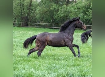 Holsteiner, Wallach, 3 Jahre, 160 cm, Dunkelbrauner