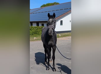 Holsteiner, Wallach, 3 Jahre, 160 cm, Rappschimmel