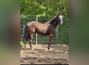 Holsteiner, Wallach, 3 Jahre, 160 cm, Schwarzbrauner