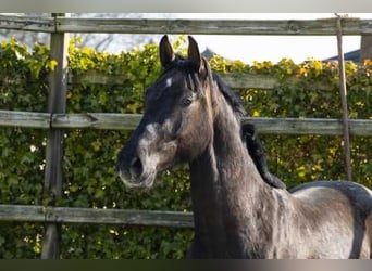 Holsteiner, Wallach, 3 Jahre, 161 cm, Schwarzbrauner