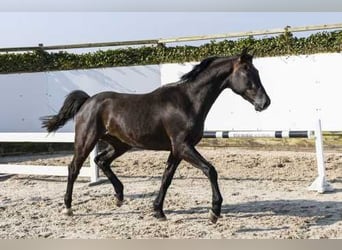 Holsteiner, Wallach, 3 Jahre, 161 cm, Schwarzbrauner