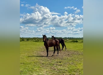 Holsteiner, Wallach, 3 Jahre, 162 cm, Brauner