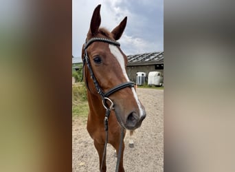 Holsteiner, Wallach, 3 Jahre, 162 cm, Fuchs