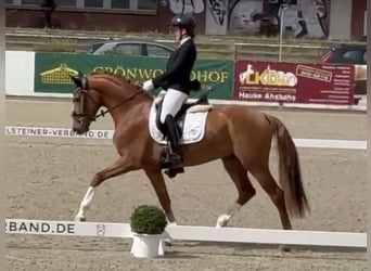 Holsteiner, Wallach, 3 Jahre, 163 cm, Fuchs