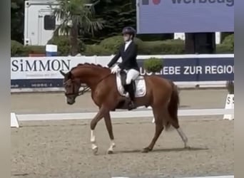 Holsteiner, Wallach, 3 Jahre, 163 cm, Fuchs