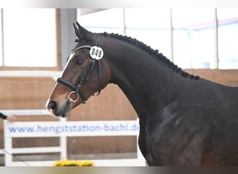 Holsteiner, Wallach, 3 Jahre, 164 cm, Brauner
