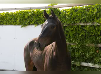 Holsteiner, Wallach, 3 Jahre, 164 cm, Schwarzbrauner