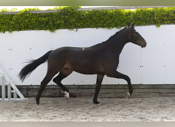 Holsteiner, Wallach, 3 Jahre, 164 cm, Schwarzbrauner